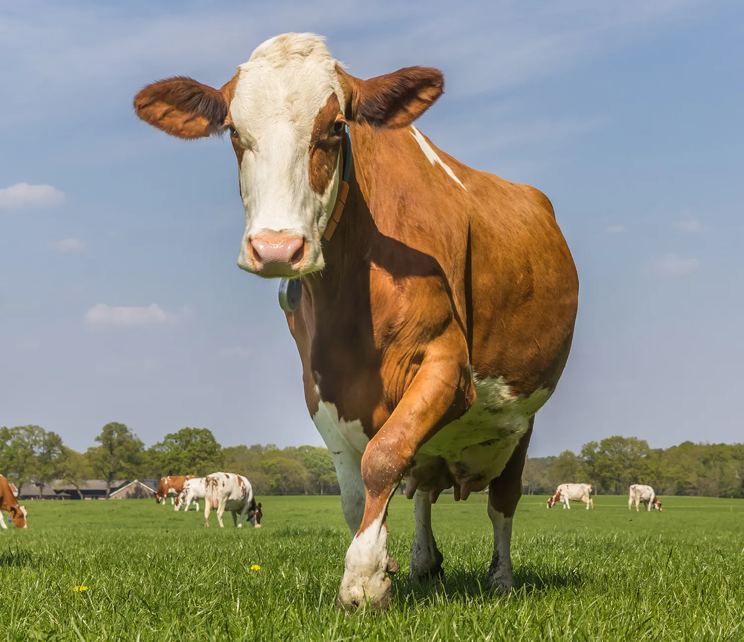 zeki çalı hayvancılık about us